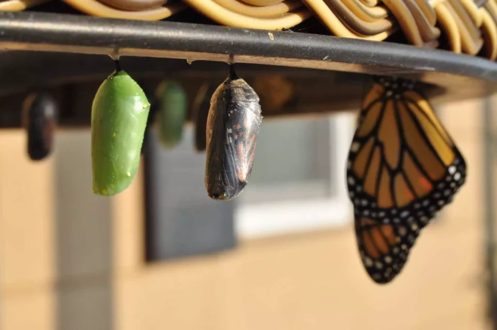 THE BUTTERFLY AND TRANSFORMATION